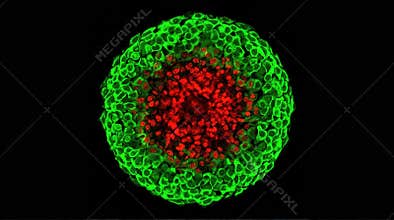 Tumor Spheroid Cross-Section Live-Dead Staining Confocal