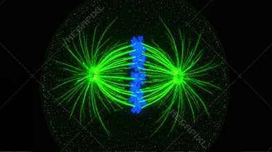 Sea Urchin Embryo Mitotic Spindle Immunofluorescence Confocal