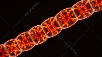 Red Algae Phycoerythrin Chloroplast Arrangement Confocal
