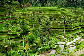 Rice terrace in Bali