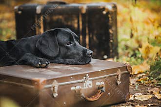 Black labrador autumn in nature, vintage
