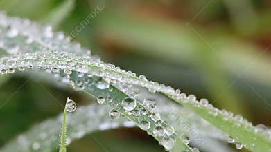 Dew drops on grass