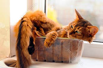 Cute cat in a box