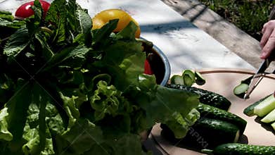 cutting cucumbers into strips in the sunlight outdoors in the garden in spring cucumber harvest