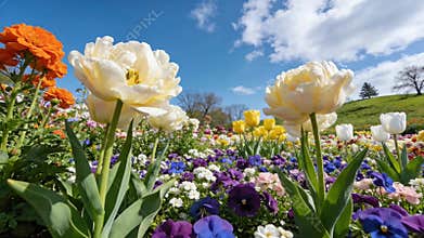 Spring bloom, colorful flowers, blue sky, clouds