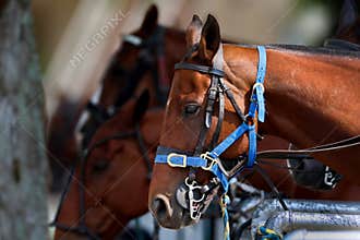 Bay Thoroughbred Police Horses with Blue Halters at the 152nd Kentucky Derby at Churchill Downs