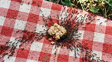 Ants swarming over breadcrumb on red plaid picnic blanket outdoors