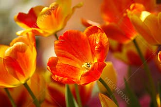 Orange & Yellow Tulips Growing