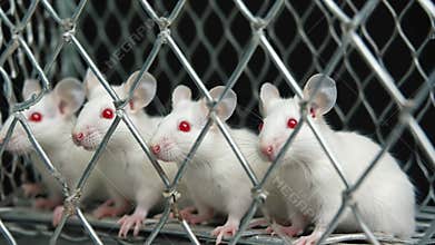 Row of white lab mice with red eyes inside a wire cage for medical testing and drug research, science concept