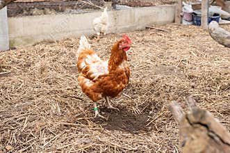 Brown hen standing in straw covered outdoor chicken pen