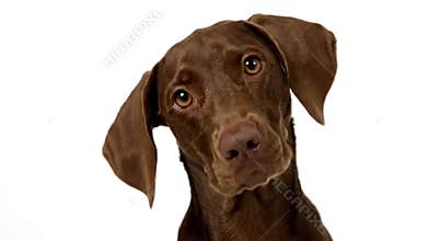 Brown Pointer Dog Tilting Head with an Expressive Look Isolated on White Background