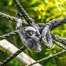 Silvery gibbon baby, Hylobates moloch in a German park