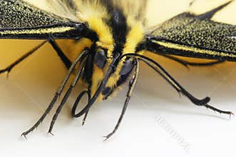 Part butterfly