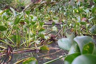 Water hyacinths grow in abundance in a lake