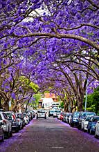 Jacarandas in full bloom