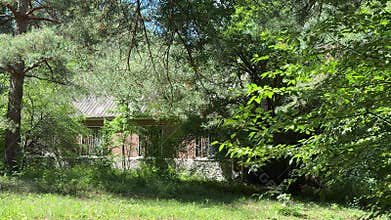 Old brick house hidden among tall pine trees in a quiet forest on a sunny summer day