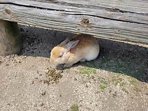 A rabbit hiding under the shade