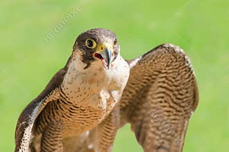 Fast bird predator accipiter or peregrine with open beak