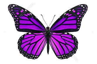Purple Butterfly