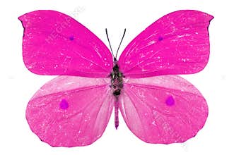 Pink butterfly