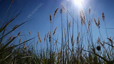 Wild grass growing
