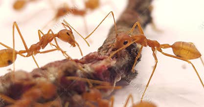 Asian Weaver Ants Feeding on Dead Insect Isolated