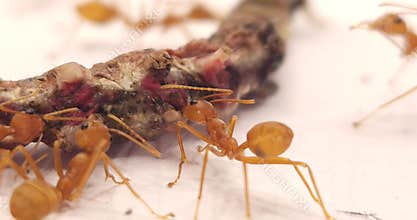 Asian Weaver Ants Feeding on Dead Insect Isolated