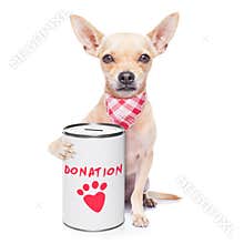 Donation dog