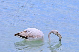 A young flamingo , Phoenicopterus roseus , forages in a salt pan by a coastal lagoon