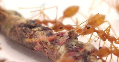 Macro close-up of Asian Weaver Ants