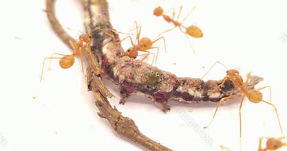 Macro Close Up of Asian Weaver Ants