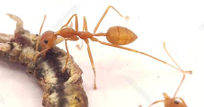 Asian Weaver Ants Feeding on Dead Insect Isolated