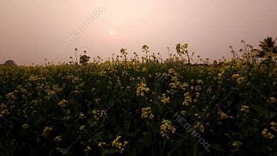 Golden Sunset Over Mustard Flower Field
