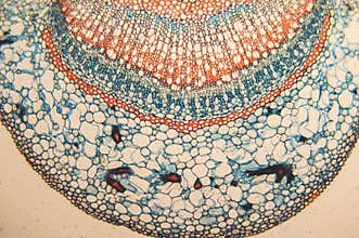 Cross-section branches