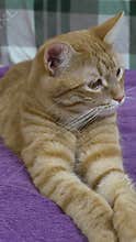 Ginger cat resting resting on a purple blanket in a cozy room at home portraying a calm and peaceful mood