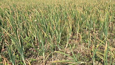 Mature Onion Field Ready For Harvest In Bangladesh
