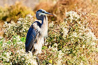 Great Blue Heron
