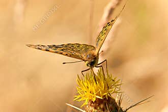 Large Mother-of-Pearl Butterfly, Argynnis paphia, on a yellow flower