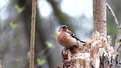 Common Chaffinch