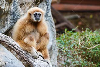 Gibbon (Hylobates lar) ,Chiangrai ,Thailand