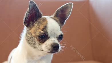 Dog chihuahua looking around