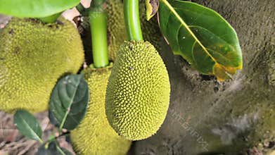 Tiny Young Jackfruit Growing On Tree Trunk Bangladesh