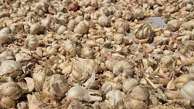 Raw Garlic Bulbs And Cloves Drying In Sun Bangladesh