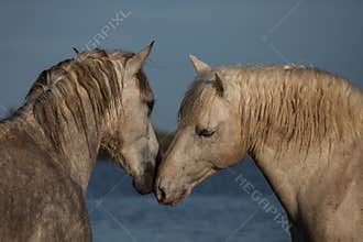 Nuzzling stallions, Camargue, France