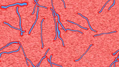 Ebola generated seamless loop video