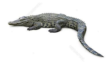 Crocodile