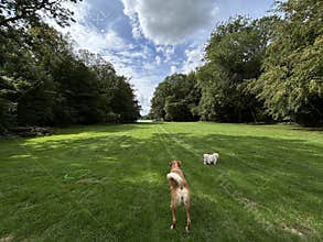 Small Cute Dog and Golden Retriever on Green Grass Field with Trees