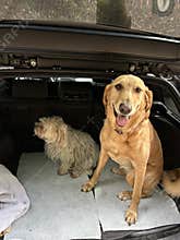 Golden Retriever and Small Cute White Dog in Station Wagon Trunk Ready