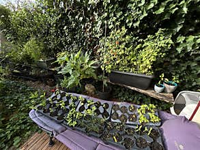 Tomato plants with young fruiting vines growing in raised garden beds and