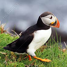 Atlantic Puffin at Elliston, Newfoundland, Canada